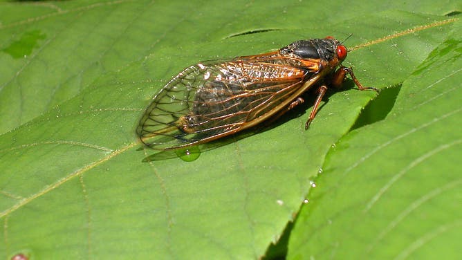 b7fa3488-Cicadas Emerge in Eastern USA