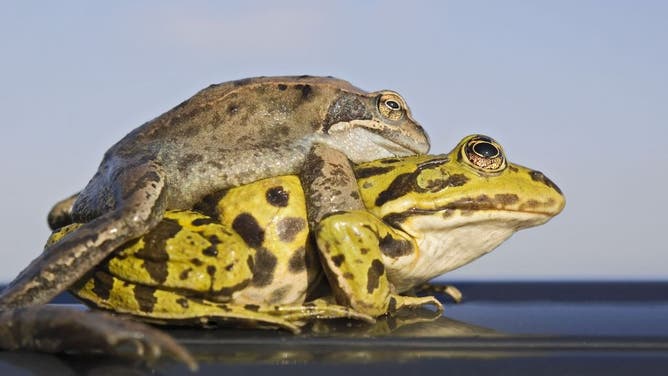 Newsable: Why female frogs fake their own death to avoid sex