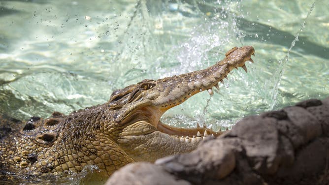 Helicopters Are Making Crocodiles In Australia Horny