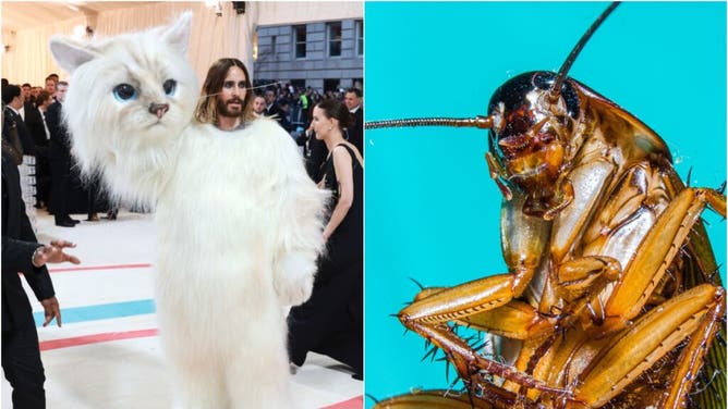 Leto And Cockroach