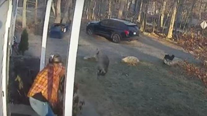 Mom Tosses Raccoon Across Her Yard