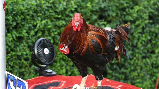 Sir Big Spur Back New Name Cock Commander South Carolina Rooster
