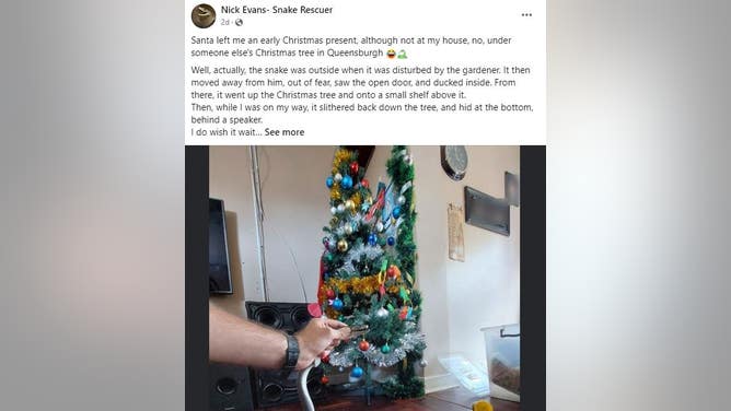 Deadly Snake Found Under A Family's Christmas Tree