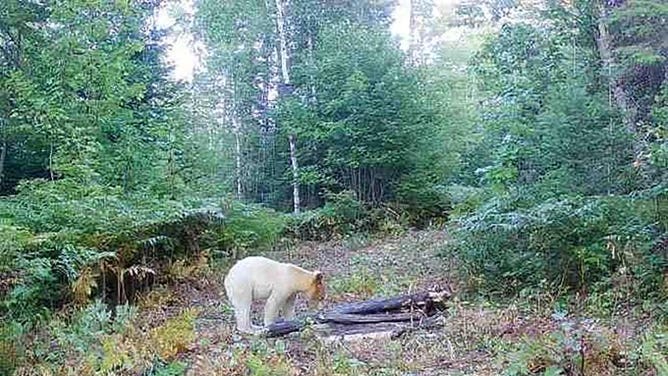White bear spotted on trail cam