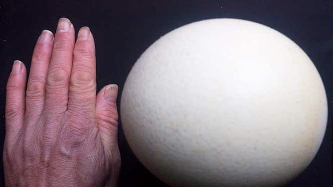 Dinosaur egg bonanza gives vital clues about prehistoric parenting