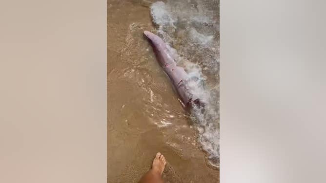 Whale Penis Washed Up On A Beach