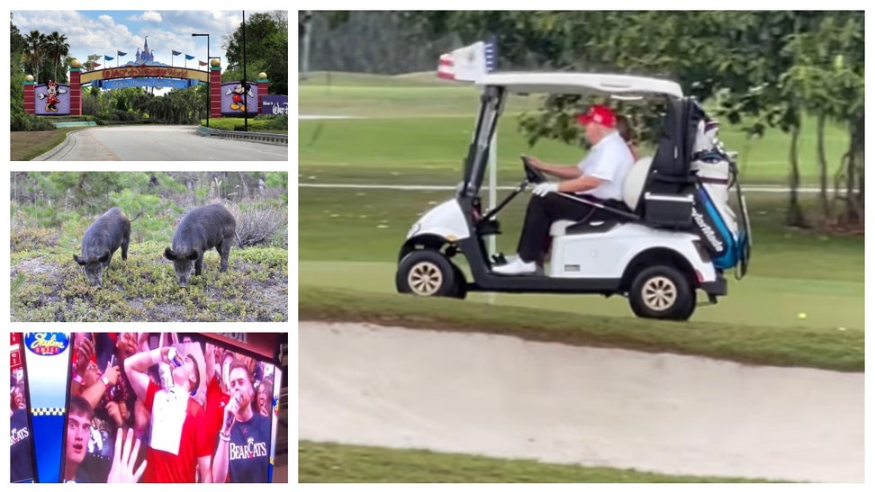 Donald Trump drives on the green, national chili day and super pigs!