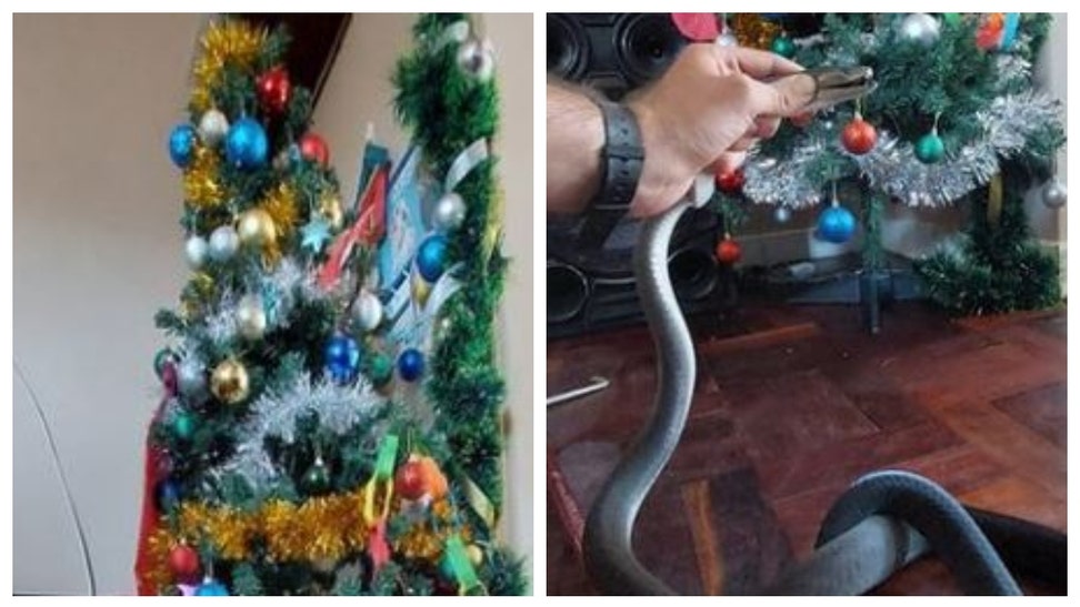 Deadly Snake Found Under A Family's Christmas Tree
