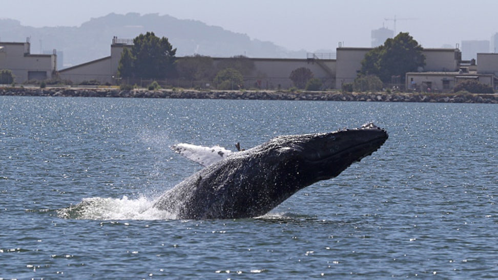 d4f3da04-Humpback Whale In Alameda Lagoon Causes Concern Over Its Health