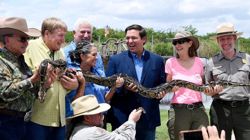 The war on pythons: Florida Gov. DeSantis steps up the fight