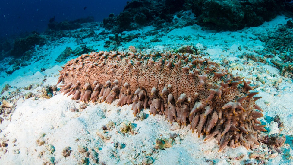 Sea Cucumber