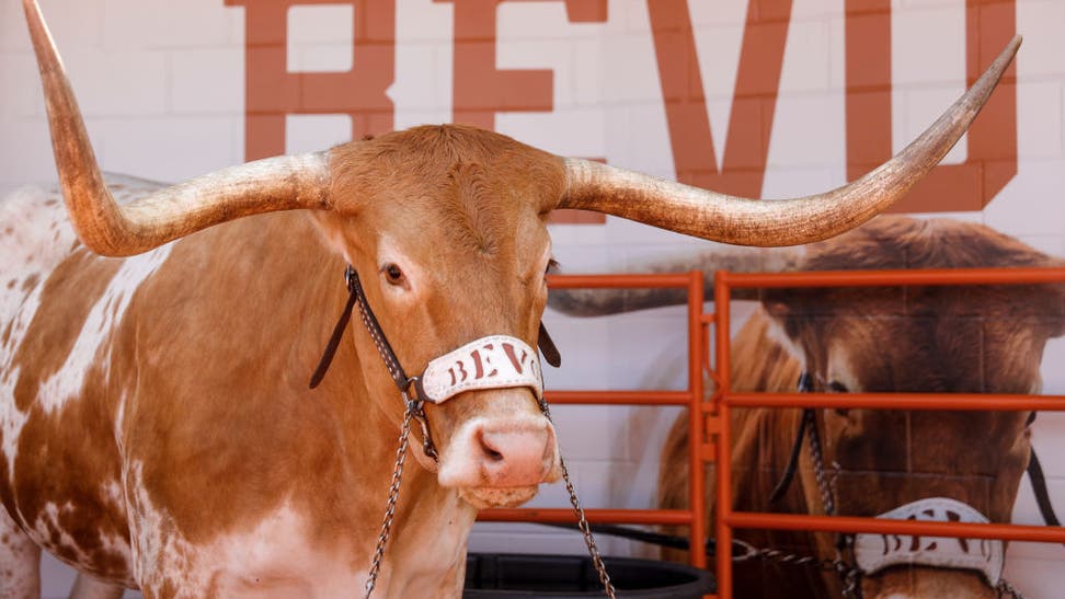 Texas Fan Arrested After Trying To Climb Into Mascot Pit Bevo Video