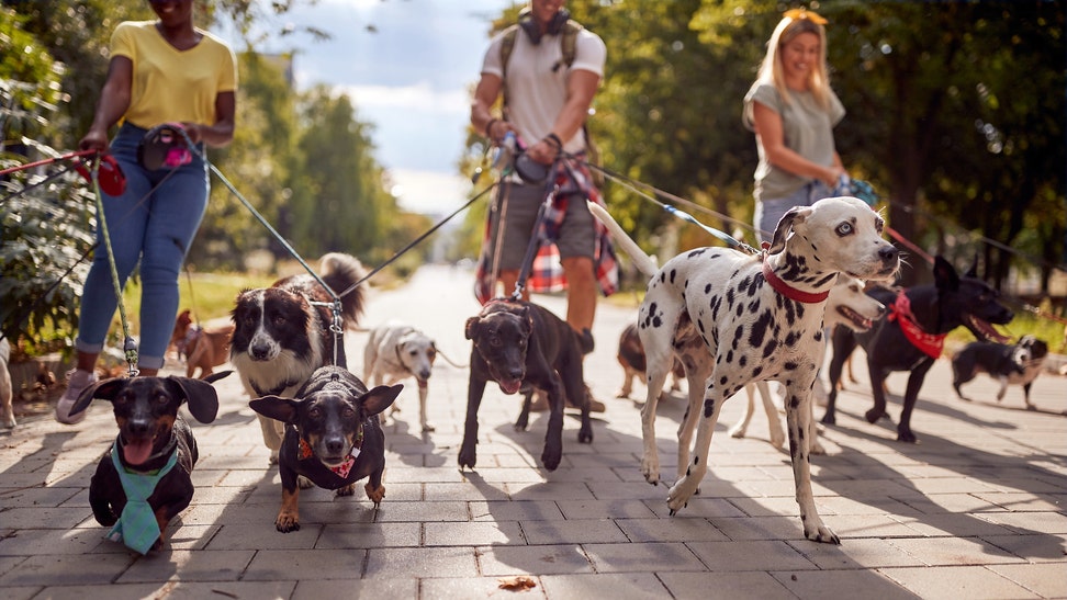 Group of dog walkers working together