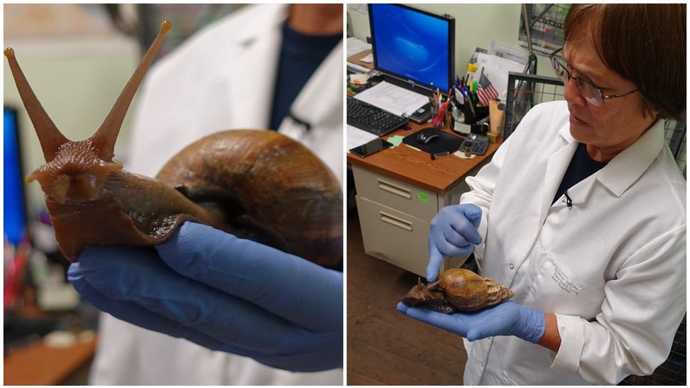 Giant African Land Snail