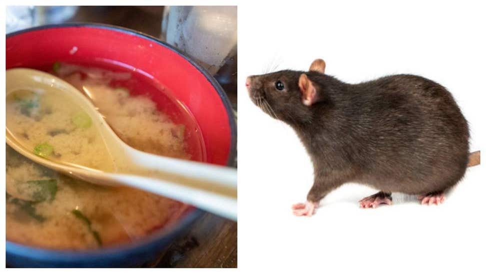 rat soup
