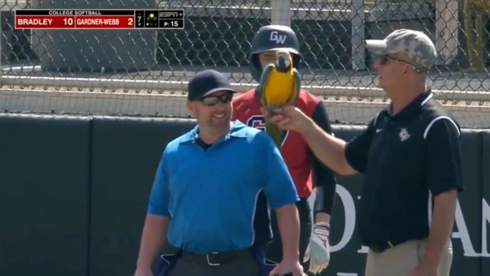 Parrot At Softball Game