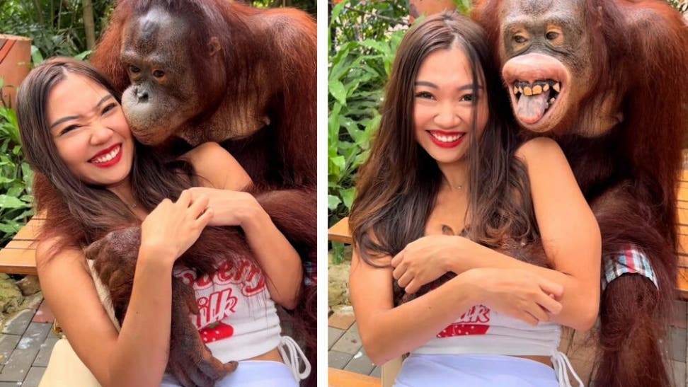 Smiling Orangutan Grabs Tourists Boobs At Thailand Zoo
