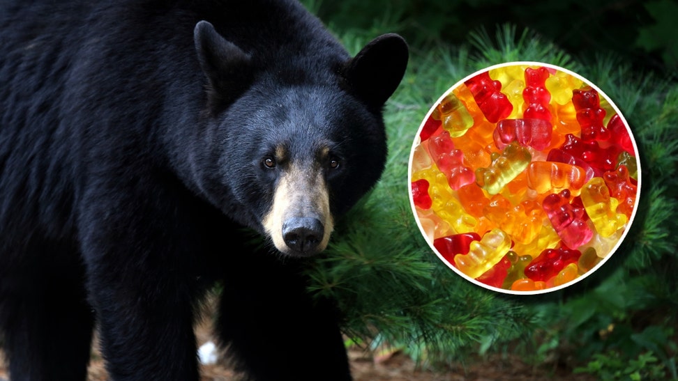 Black bear and gummy bears