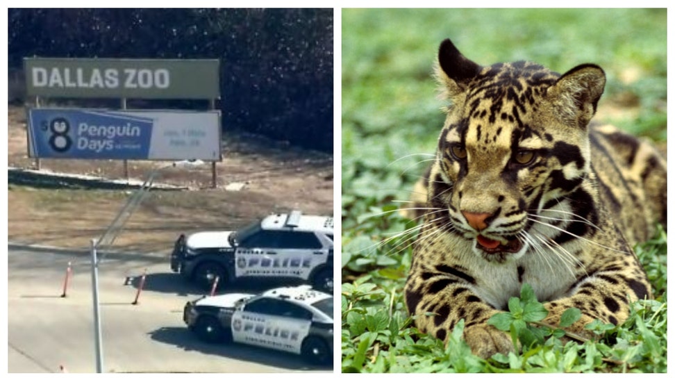 Clouded leopard escapes Dallas Zoo.