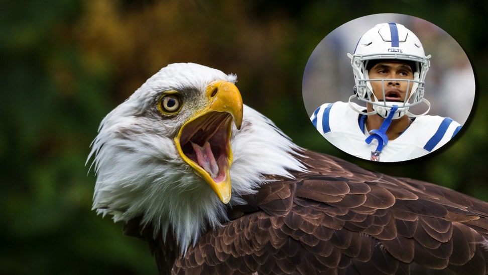 NFL Player's Dad Kills Bald Eagle, Taxpayers Stuck With Fees