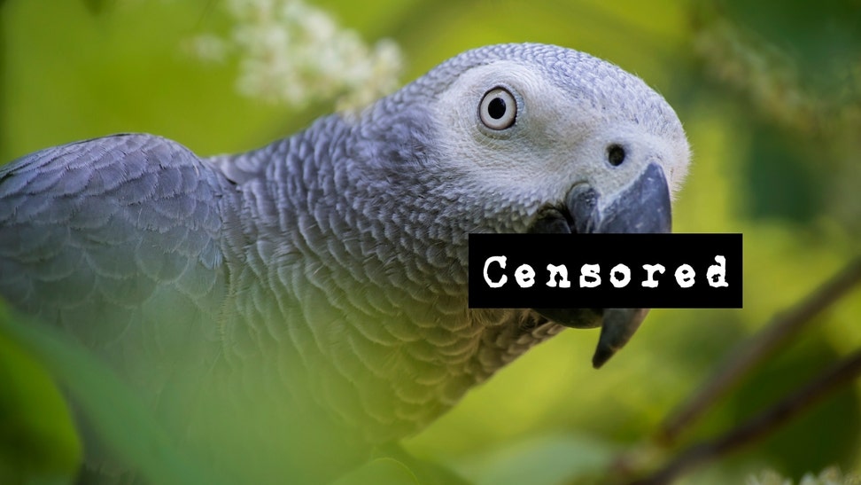 African Gray Parrot with a censor bar over its beak