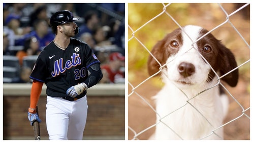 pete alonso mets dog shelter animal shelter