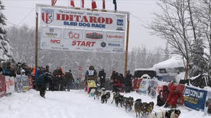 Musher Forced To Kill And Gut Moose That Attacked Dog During Iditarod Race