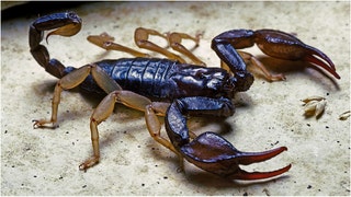 A Las Vegas hotel guest claims he was stung in the testicles by a scorpion. It allegedly happened at the Venetian. What are the details? (Credit: Getty Images)