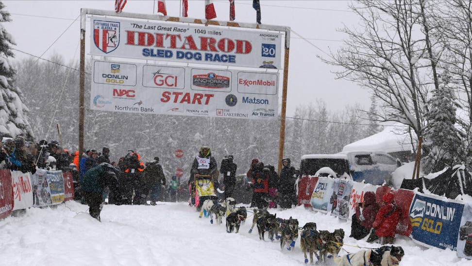 Musher Forced To Kill And Gut Moose That Attacked Dog During Iditarod Race