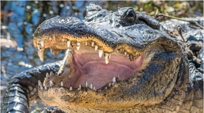 A massive alligator was captured at MacDill Air Force Base in Florida. Watch a video of the situation. (Credit: Getty Images)