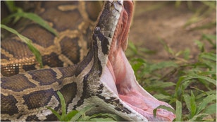 A horrifying snake video out of Thailand is going viral. Check out the incredibly creepy footage. (Credit: Getty Images)