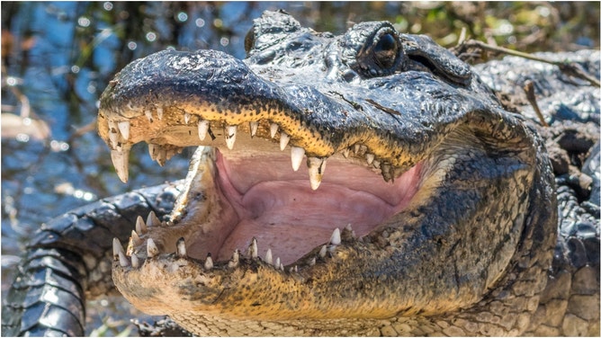 A massive alligator was captured at MacDill Air Force Base in Florida. Watch a video of the situation. (Credit: Getty Images)