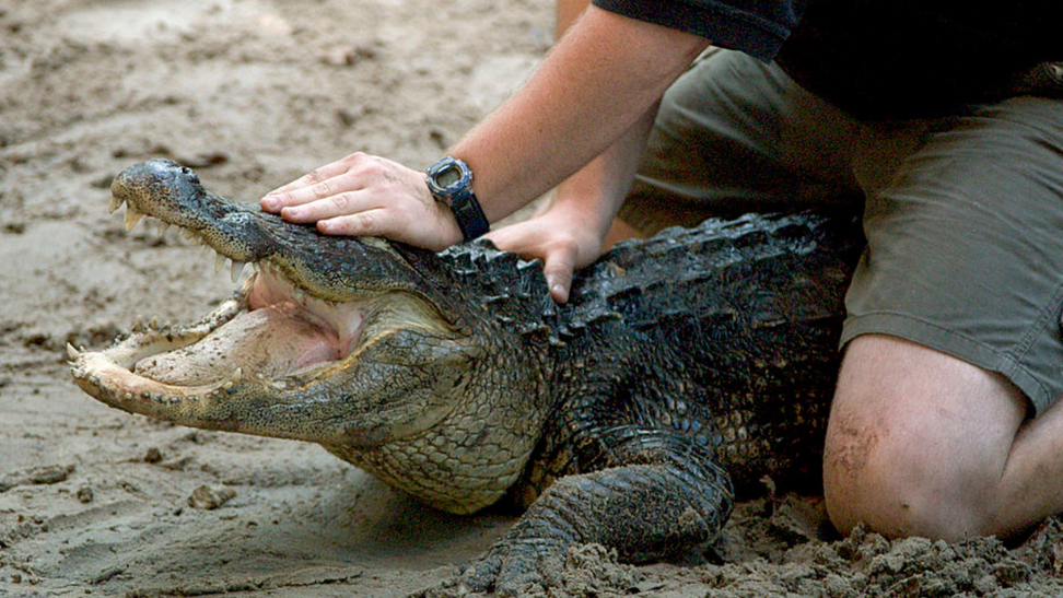 MMA Fighter Mike Dragich Continues To Keep Florida's Streets Clear Of Alligators