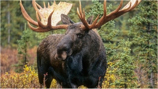 Moose charge tourists in wild video. (Credit: Getty Images)