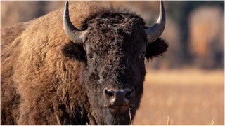A Yellowstone tourist was arrested for allegedly kicking a bison. (Credit: Getty Images)