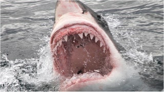 Great white shark stuns fishermen. (Credit: Getty Images)