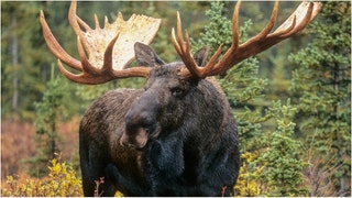 Man dives for cover after moose charges him. (Credit: Getty Images)