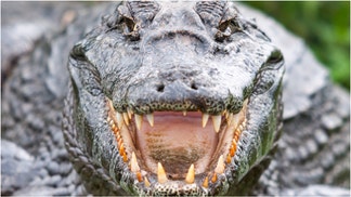 A massive crocodile was captured in Cardwell Marina in Queensland, Australia. Watch a video of the capture. (Credit: Getty Images)