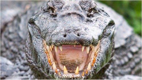 A massive crocodile was captured in Cardwell Marina in Queensland, Australia. Watch a video of the capture. (Credit: Getty Images)