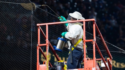 The Dodgers-Diamondbacks game was postponed nearly two hours due to the biggest beehive in the history of time. 