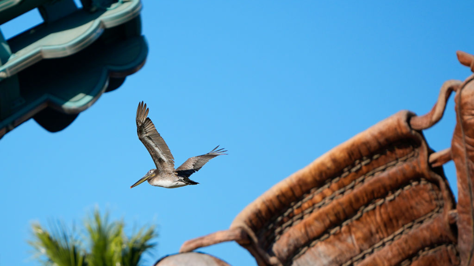 Pelican Steals The Show At Oracle Park During Giants-Reds Game