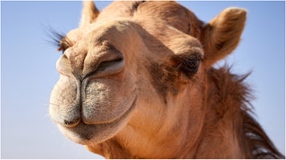 A huge camel got loose at Cedar Point Amusement Park in Ohio. Watch a video of the situation unfolding. (Credit: Getty Images)