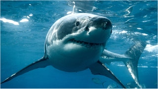 "Pirates Of The Caribbean" actor Tamayo Perry died in a shark attack. What are the details of the situation? (Credit: Getty Images)