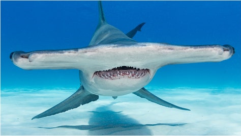 A massive hammerhead shark was caught in Florida. Check out the stunning photo. (Credit: Getty Images)