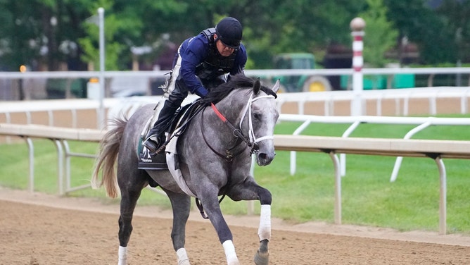 Belmont Stakes contender Seize The Grey trains on the Oklahoma training track at Saratoga Race Course in New York. (Gregory Fisher-USA TODAY Sports)