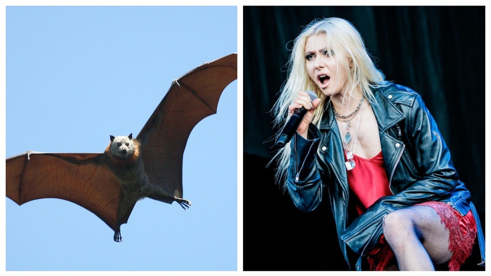 TAYLOR MOMSEN BAT