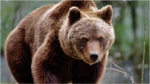 A hunter took down a massive Kodiak bear in Alaska using a pistol. Check out a photo of the bear. (Credit: Getty Images)