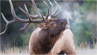 Massive elk charges car. (Credit: Getty Images)