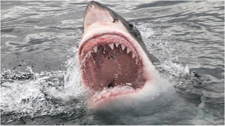 Guys in a boat in Massachusetts got the surprise of a lifetime from a great white shark. Watch the awesome video. (Credit: Getty Images)