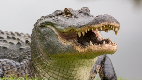 Some bros are going viral after using an alligator to crack open a beer. Watch the incredible video. (Credit: Getty Images)